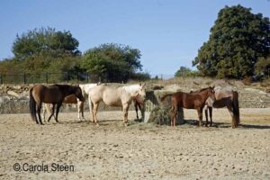 Pferde Foto Carola Steen