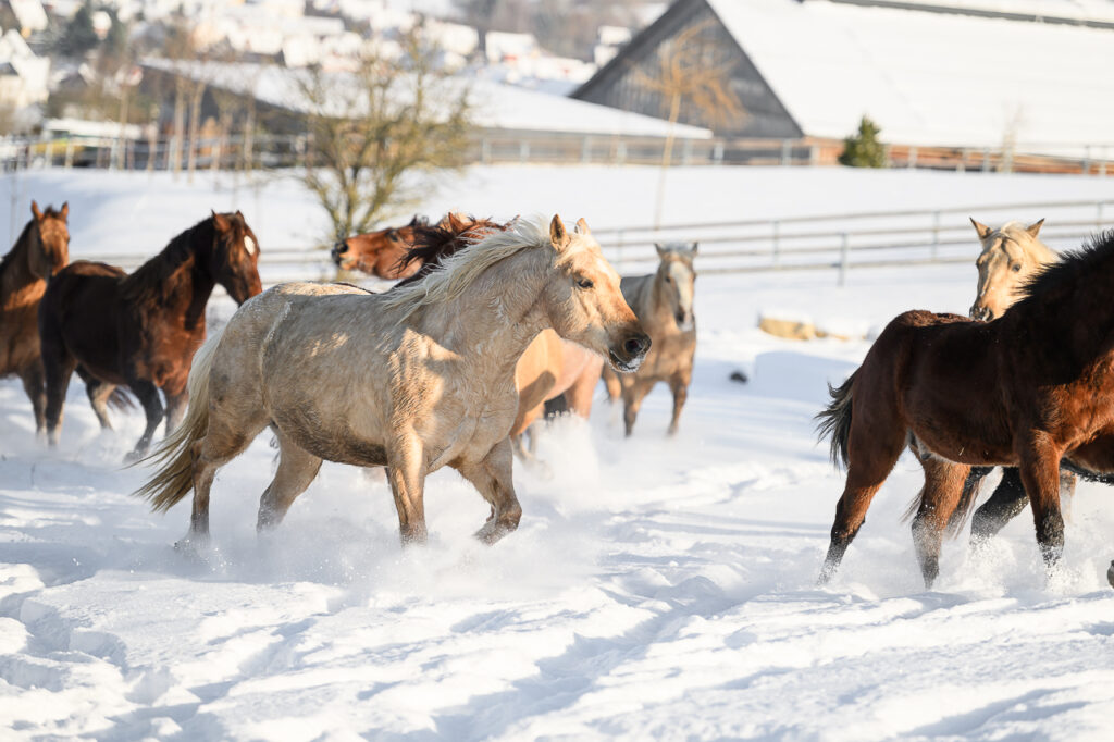 BONDA Ranch - Pferde und Papageien im Schnee 2024 (124)