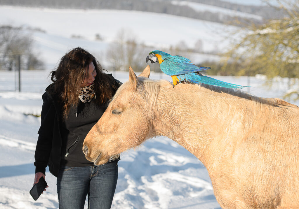 BONDA Ranch - Pferde und Papageien im Schnee 2024 (127)