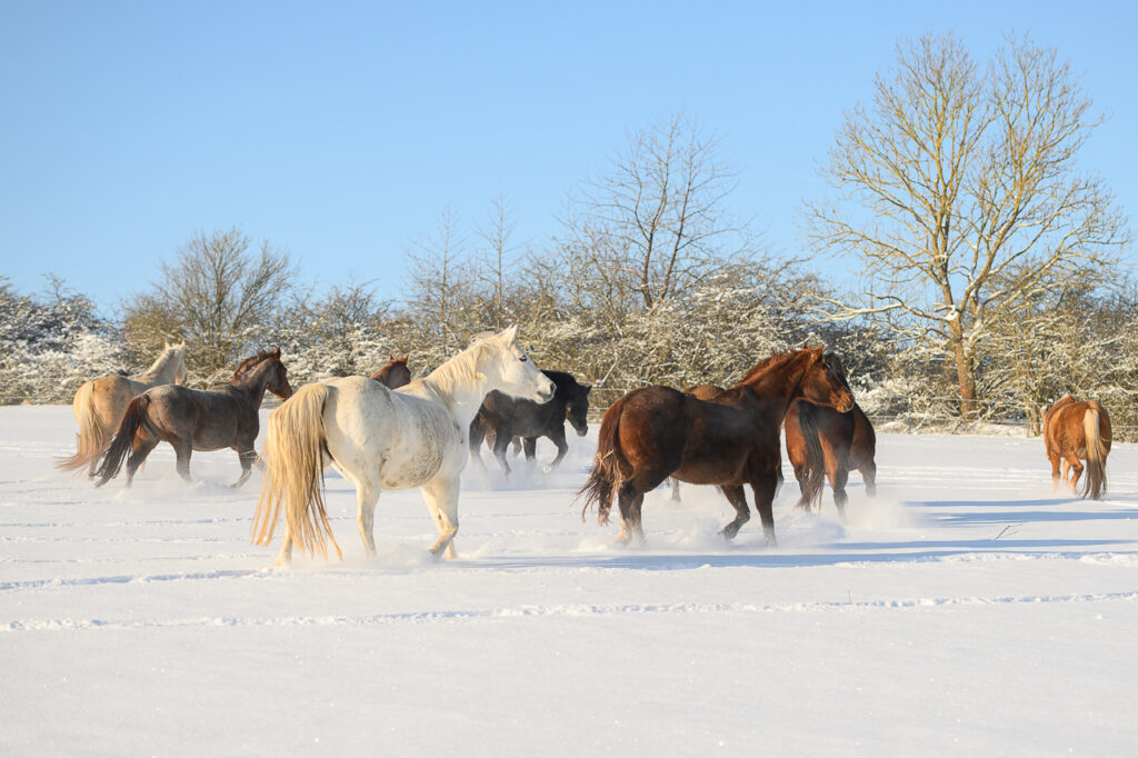 BONDA Ranch - Pferde und Papageien im Schnee 2024 (20)