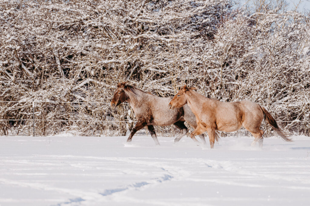 BONDA Ranch - Pferde und Papageien im Schnee 2024 (29)
