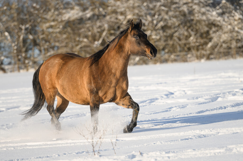BONDA Ranch - Pferde und Papageien im Schnee 2024 (32)