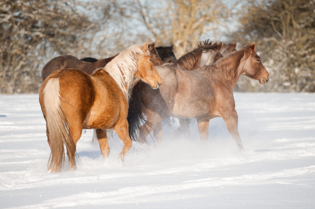 BONDA Ranch - Pferde und Papageien im Schnee 2024 (36)
