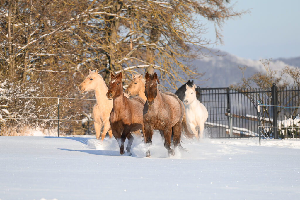 BONDA Ranch - Pferde und Papageien im Schnee 2024 (4)