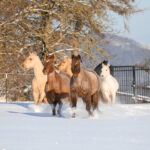 BONDA Ranch - Pferde und Papageien im Schnee 2024 (4)