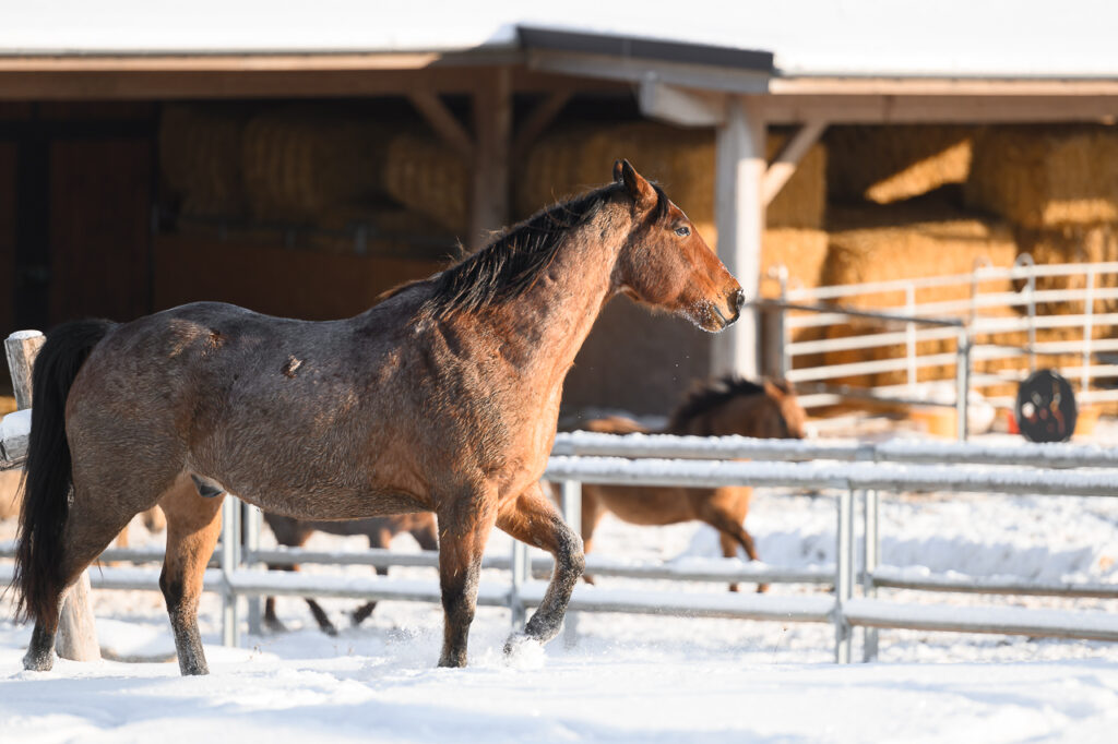 BONDA Ranch - Pferde und Papageien im Schnee 2024 (88)