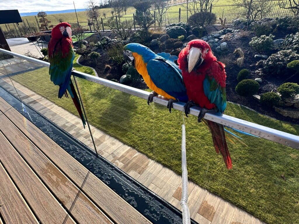 Papageien - BONDA Ranch - Balkon Geländer